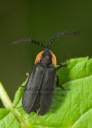 Lucidota atra 8005088z