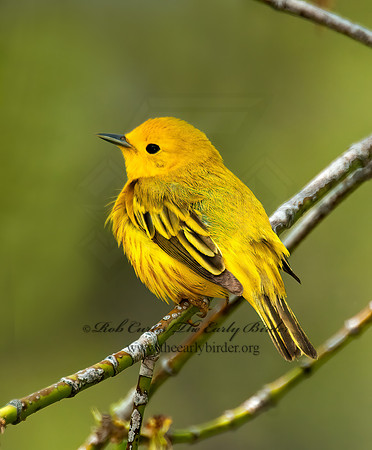 Setophaga petechia  YELLOW WARBLER 3007842z
