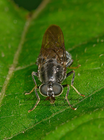 Adoxomyia subulata  SOLDIER FLY 1304769z