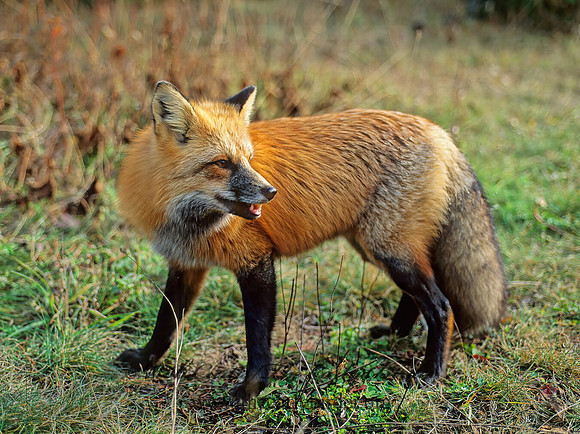 Vulpes vulpes  RED FOX 62330z