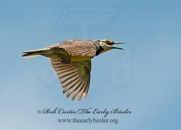 Sturnella magna  EASTERN MEADOWLARK 8025879Z