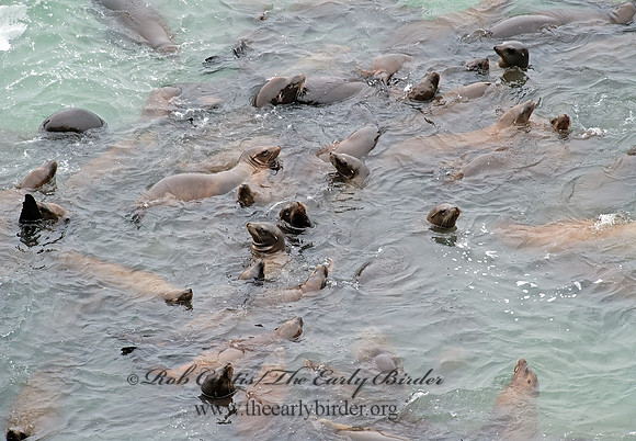 Zalophus californianus  CALIFORNIA SEA LION 8019598z