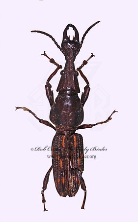 Arrhenodes cf. belti 294134z
