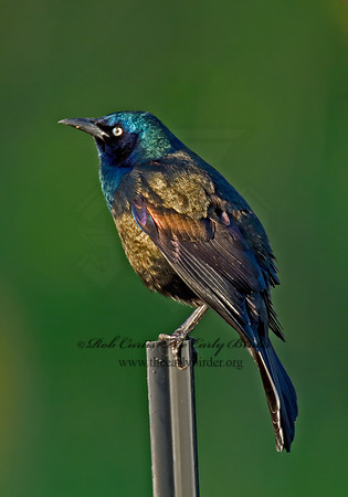 Quiscalus quiscula  COMMON GRACKLE 4000509z