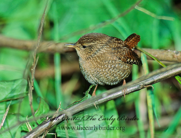 Troglodytes hiemalis  WINTER WREN 80313 z