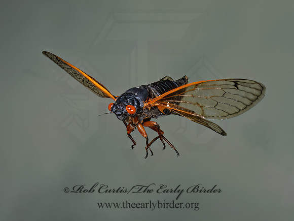 Magicicada cassinii CASSINI'S 17-YEAR CICADA 9089157z