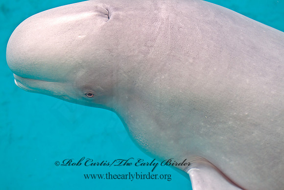 Delphinapterus leucas  BELUGA 4002706z