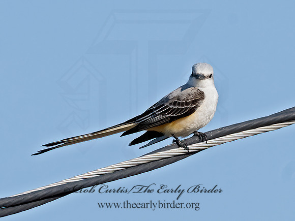 Tyrannus forficatus  SCISSOR-TAILED FLYCATCHER 3032976z