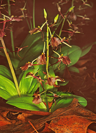Liparis lilifolia   LARGE TWAYBLADE 94529z