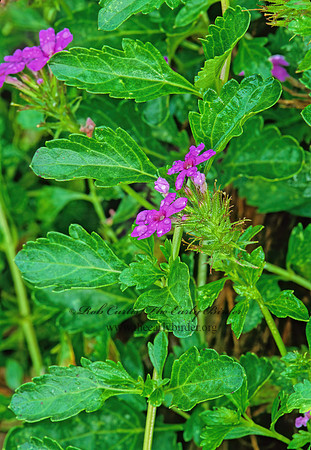 Glandularia maritima  COASTAL MOCK VERBAENA 260534z