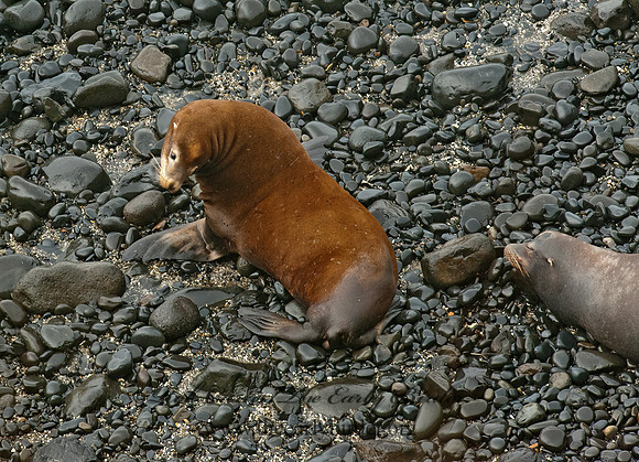 Zalophus californianus  CALIFORNIA SEA LION 8019737z
