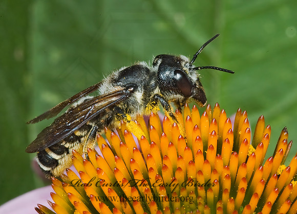 Megachile (Sayapis) 5011417z