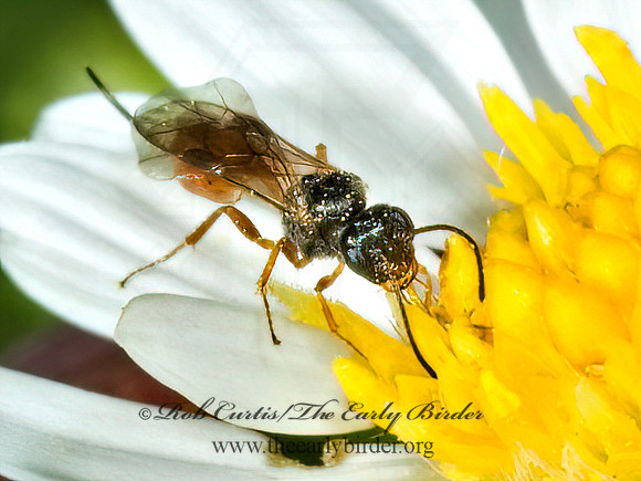Tersilochinae  ICHNEUMON WASP 5015460z