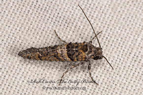 Dyotopasta yumaella  CLOTHES MOTH 3040191z