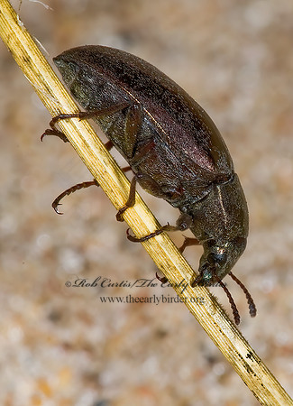 Bothrotes canaliculatus  PIMELINAE DARKLING BEETLE 7015253z