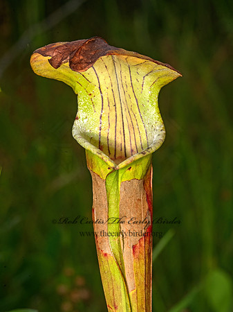 Sarracenia albidum  PALE PITCHER PLANT 3041328-z