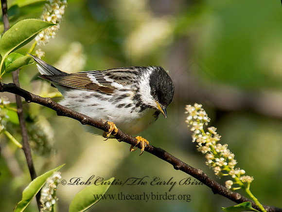 Setophaga striata  BLACKPOLL WARBLER 9001648z
