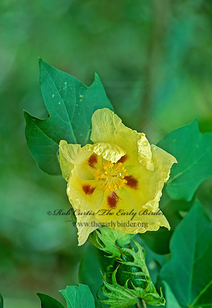 Gossypium hirsutum  UPLAND COTTON 247934z