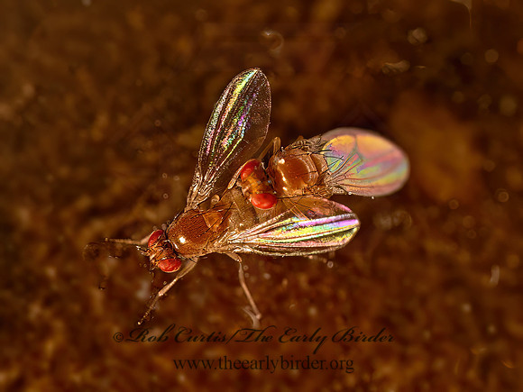 Drosophila FRUIT FLY 9081352z