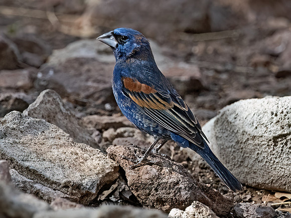 Guiraca caerulea  BLUE GROSBEAK 3037359z