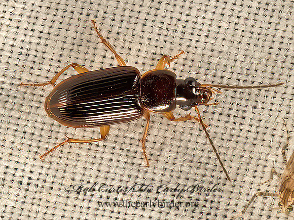 Stenolophus ochropezus  SEEDCORN BEETLE 9052754z