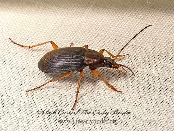 Chlaenius nemoralis  VIVID METALLIC GROUND BEETLE 9047920z