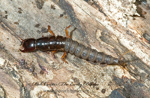 Staphylinidae 5000591 larva