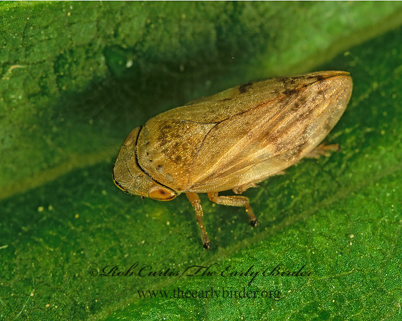Philaenus spumarius  MEADOW SPITTLEBUG 2911105z