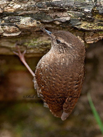 Troglodytes hiemalis  WINTER WREN 8033943z