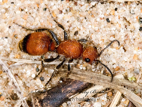 Dasymutilla nigripes 7015264z