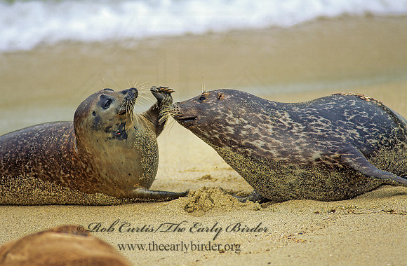 Phoca vitulina  HARBOR SEAL 124602z