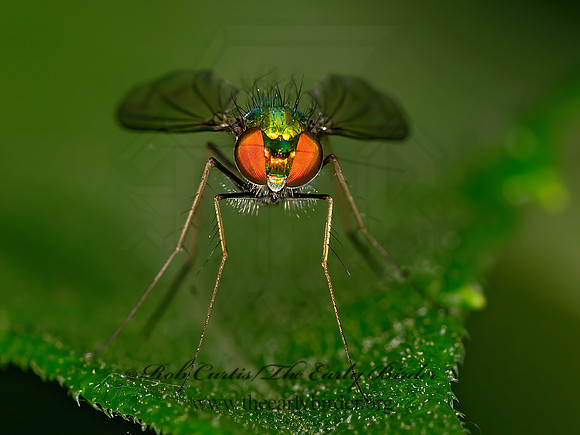 Condylostylus comatus grp  LONG-LEGGED FLY 1303804z