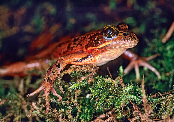 Rana aurora  NORTHERN RED-LEGGED FROG150313 z