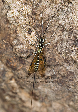 Arotes amoenus 6007691 Fz