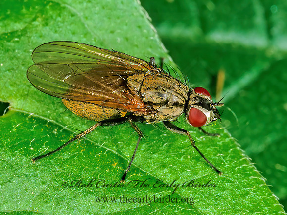 Delia or Botanophila  ROOT-MAGGOT FLY 1110204z
