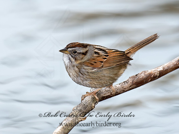 Melospiza georgiana  SWAMP SPARROW 9021657z