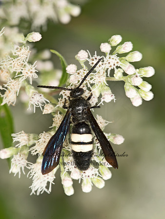 Scolia bicincta  DOUBLE-BANDED SCOLIID9050563z