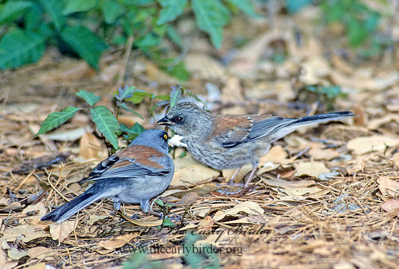 Junco phaeonotus  YELLOW-EYED JUNCO 74227z
