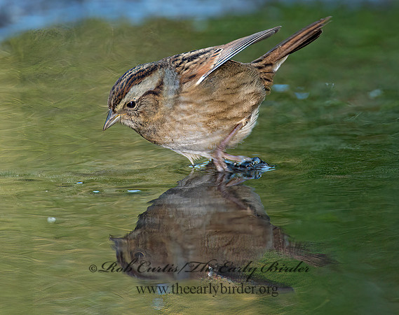 Melospiza georgiana  SWAMP SPARROW 9005802z
