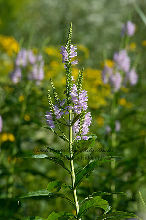 Physostegia virginiana  OBEDIENT PLANT 9014250z