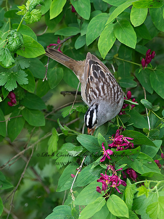 Zonotrichia leucophrys  WHITE-CROWNED SPARROW 9045411z