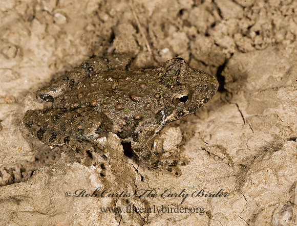 Acris crepitans - Northern Cricket Frog 8007790 z