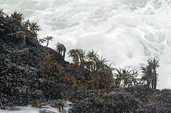Yaquina Head  SEA PALM 8019529z
