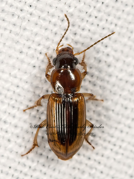 Stenolophus lecontei  LECONTE'S SEEDCORN BEETLE 3041696zz