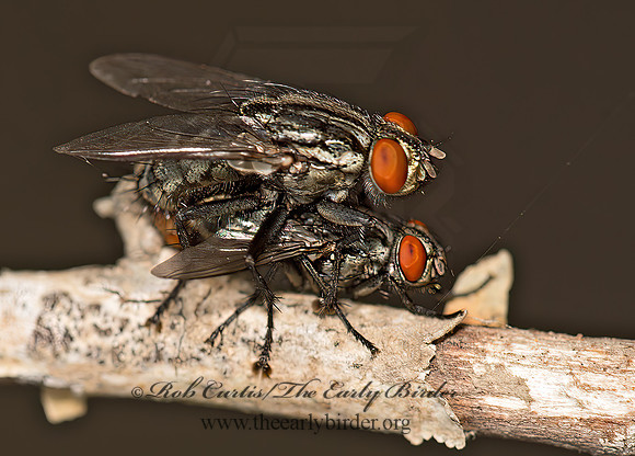 Sarcophaga  FLESH FLY 9050404z
