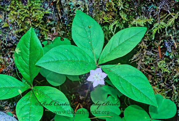 Trientalis europaea  ARCTIC STARFLOWER 132914z