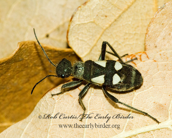 Arhaphe cicindeloides 4003562z