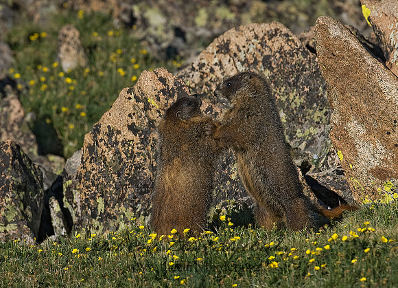 Marmota flaviventris  YELLOW-BELLIED MARMOT 7010618z