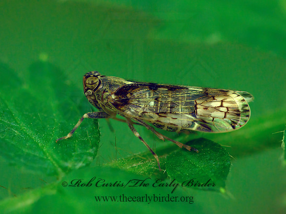 Xenoliarus placitus  CIXIID PLANTHOPPER 1303494z