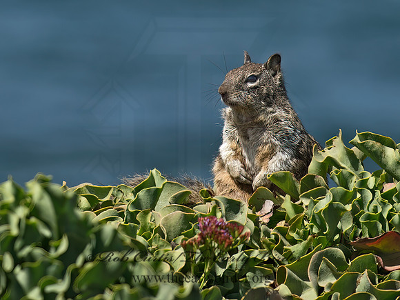 Otospermophilus beecheyi  CALIFORNIA GROUND SQUIRREL 9055741z